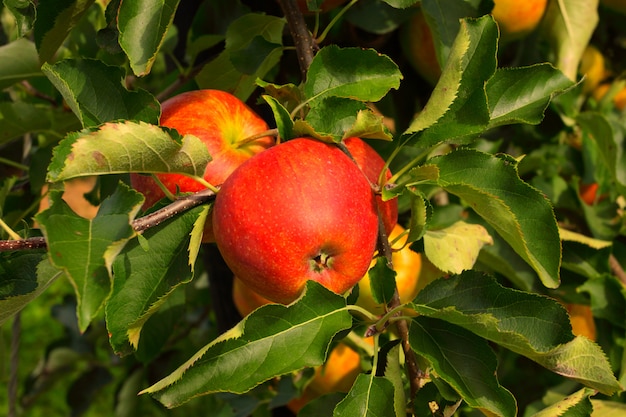 Apple orchard in summer, covered with colorful apples Premium Photo