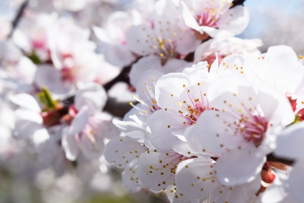 Premium Photo | Apricot blossom. fresh spring backgrund