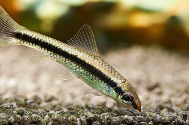 水族館の魚 シャム藻を食べる人 プレミアム写真