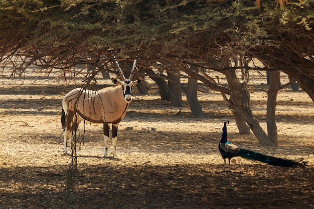 Arabian oryx or white oryx (oryx leucoryx) and peacock in reserve Premium Photo