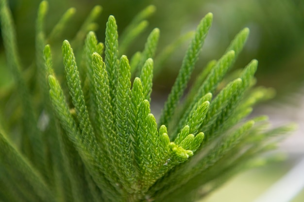 Premium Photo | Araucaria heterophylla leaf.