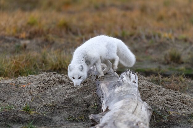 野生のツンドラに生息するホッキョクギツネ（vulpes Lagopus）。ビーチの北極キツネ。 プレミアム写真