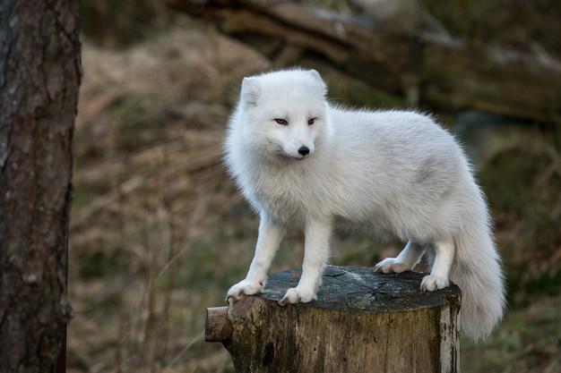 Premium Photo | Arctic fox, vulpes lagopus, in white winter coat ...