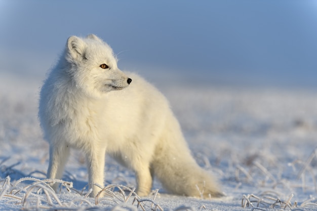 Premium Photo | Arctic fox (vulpes lagopus) in wilde tundra. arctic fox ...