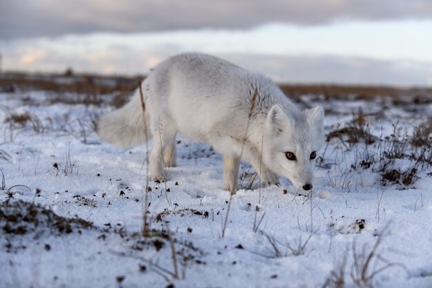 Premium Photo | Arctic fox in winter time in siberian tundra