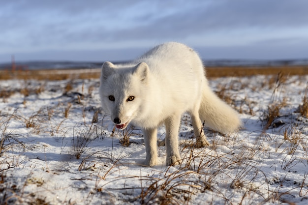 Premium Photo | Arctic fox in winter time in siberian tundra