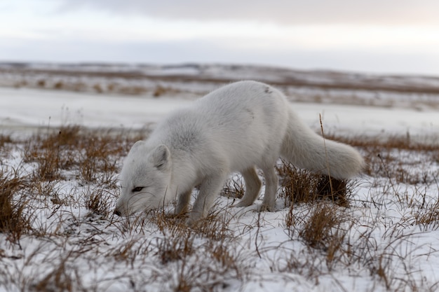 Premium Photo | Arctic fox in winter time in siberian tundra