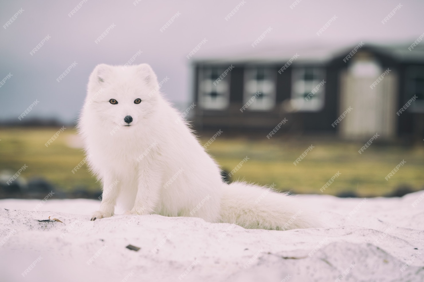 free-photo-arctic-fox