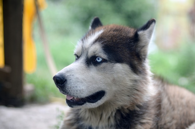 青い目を持つ北極マラミュート犬 プレミアム写真