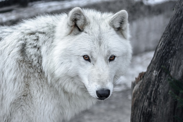 ホッキョクオオカミcanis Lupus Arctos別名北極狼または白狼 この美しい捕食者のクローズアップの肖像画 プレミアム写真