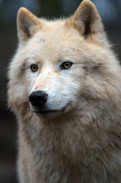 Premium Photo | Arctic wolf (canis lupus arctos) aka polar wolf