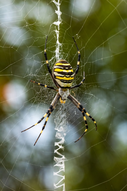 Premium Photo | Argiope bruennichi. the predatory wasp spider entangles ...