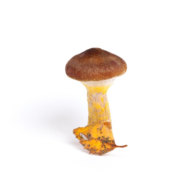 Premium Photo Armillaria Kuehneromyces Mutabilis With Yellow Leaf