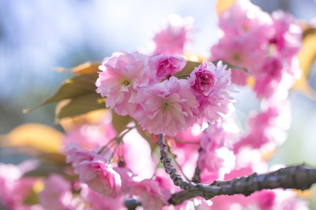 Premium Photo | Aroma and fragrance. spring season. tenderness. branch ...