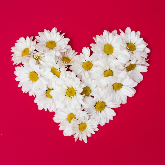 Premium Photo | Arrangement of daisies in heart shape