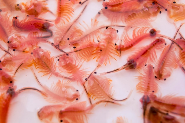 Premium Photo Artemia Brine Shrimp Sea Monkey On White Background