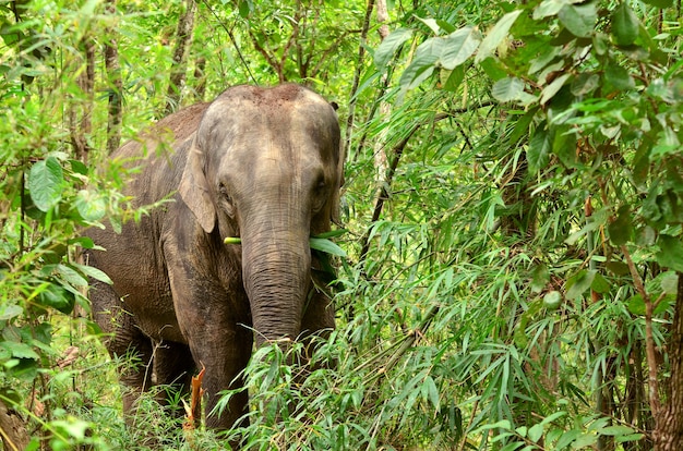 Premium Photo | Asia elephant in tropical forest, thailand