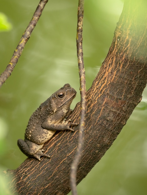 Premium Photo | Asian common toad, black-spined toad, duttaphrynus ...