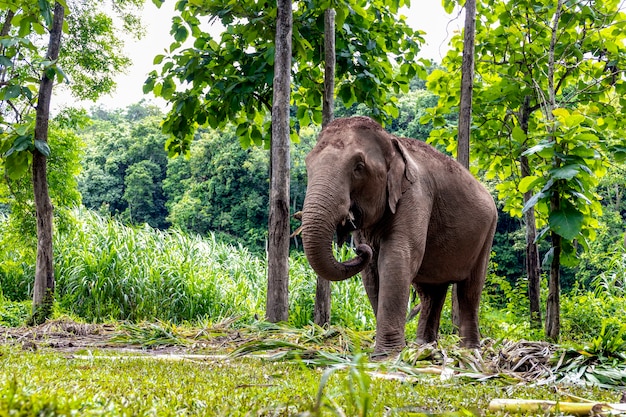 アジアゾウはタイの自然公園で食べ物を楽しんでいます プレミアム写真