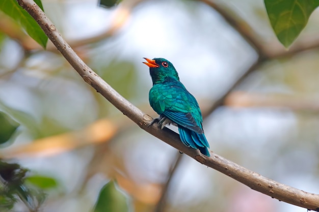 Premium Photo | Asian emerald cuckoo chrysococcyx maculatus beautiful ...