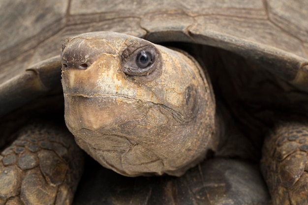 Premium Photo | Asian forest tortoise manouria emys isolated on white ...