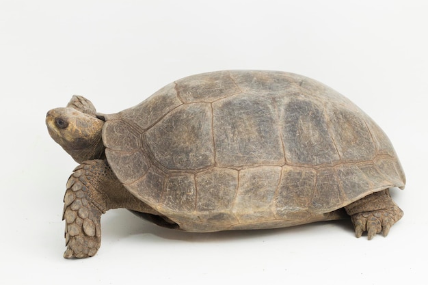 Premium Photo | Asian forest tortoise manouria emys isolated on white ...