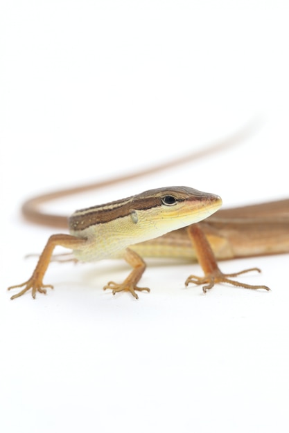 Premium Photo | Asian grass lizard or long-tailed grass lizard isolated