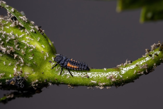 ハイビスカス植物でアブラムシを食べるナミテントウharmoniaaxyridis種のナミテントウ幼虫 プレミアム写真