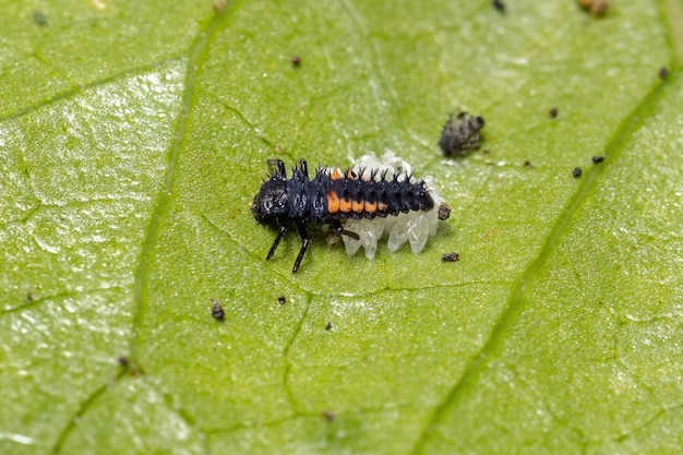 ハイビスカス植物でアブラムシを食べるナミテントウharmoniaaxyridis種のナミテントウ幼虫 プレミアム写真