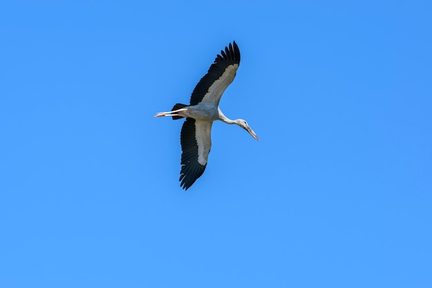 Premium Photo | Asian openbill flying in clear blue sky , chorakhe mak ...