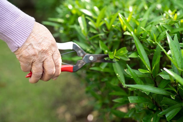 Premium Photo | Asian senior or elderly old lady woman trim the ...