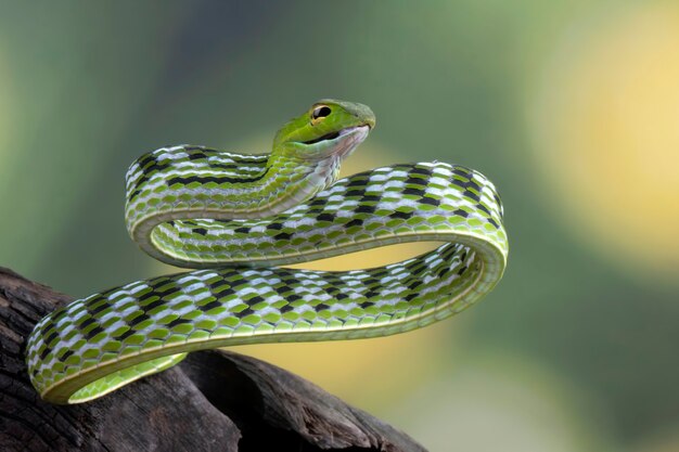 Premium Photo | Asian vinesnake closeup on wood animal closeup asian ...