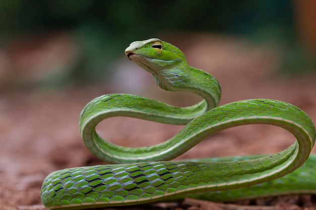 Premium Photo | Asian vinesnake closeup on wood animal closeup asian ...