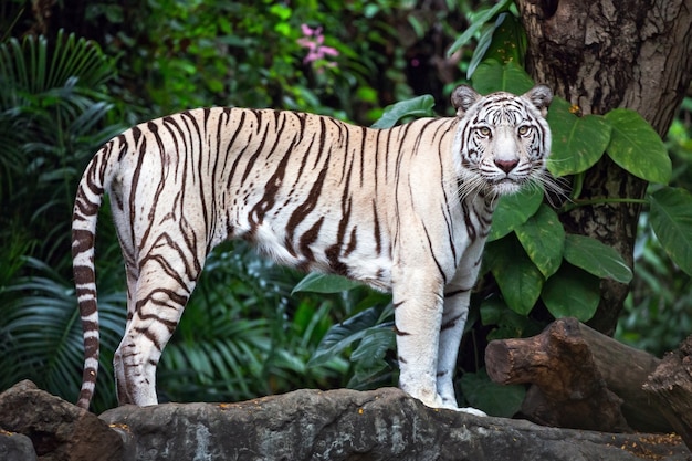 Premium Photo | Asian white tigers stand on rocks in the natural ...