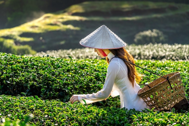 Asian woman wearing vietnam culture traditional in green tea field. Free Photo
