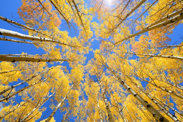 Premium Photo | Aspen tree fall foliage color in colorado