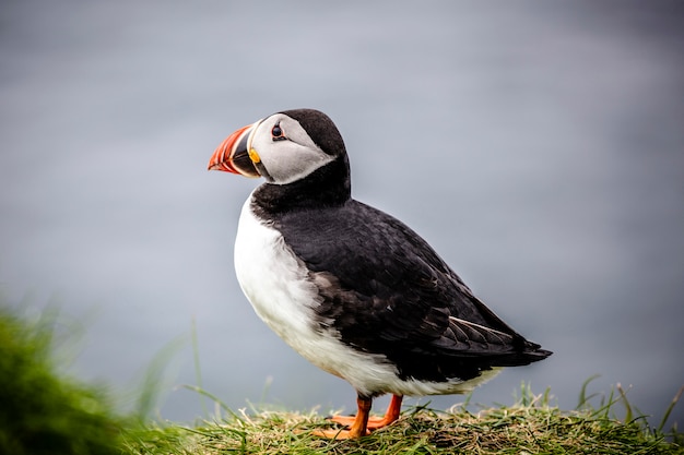 Premium Photo | Atlantic puffins on the faroe islands.