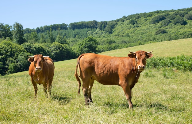 Premium Photo | Aubrac cattle outdoors