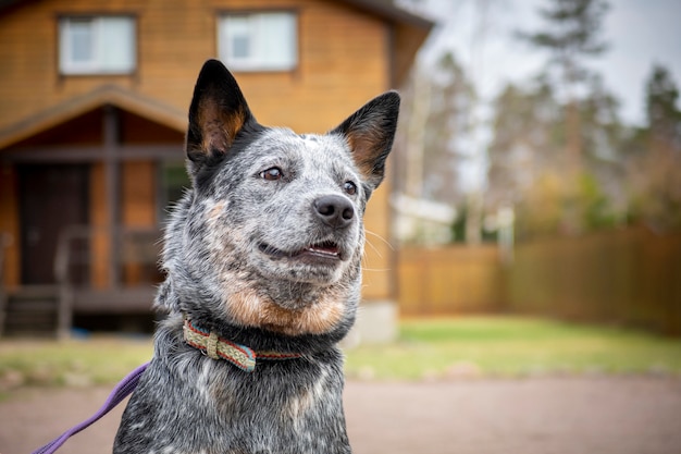 Premium Photo | Australian cattle dog (blue heeler) guarding house, close-up