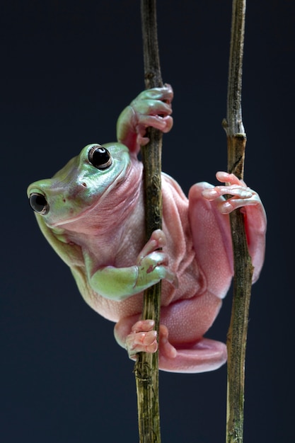 Premium Photo | Australian green tree frog on black background