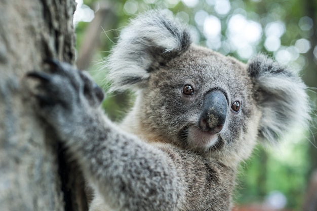 Premium Photo | Australian koala sit on tree, exotic iconic aussie ...