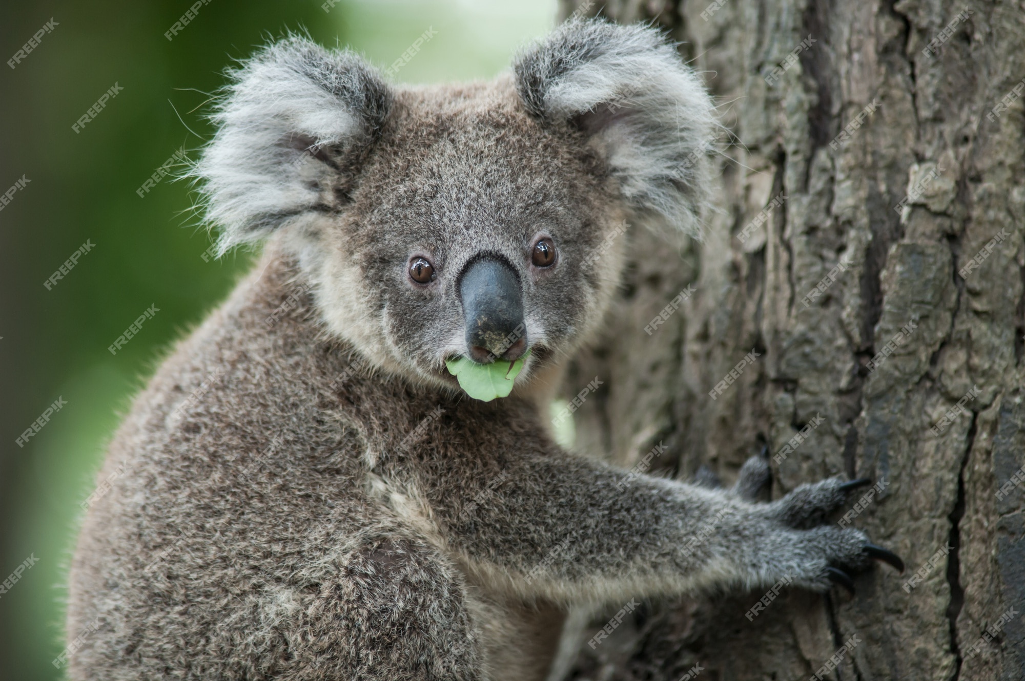 Premium Photo | Australian koala sit on tree, exotic iconic aussie ...