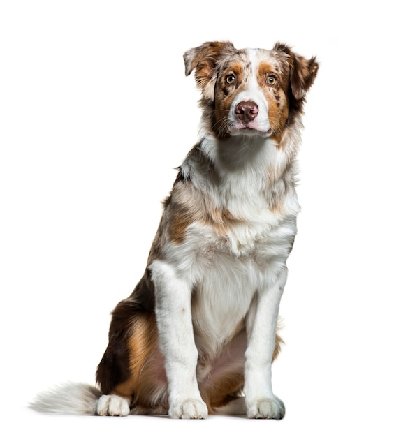 Premium Photo | Australian shepherd, 5 months old, sitting in front of ...