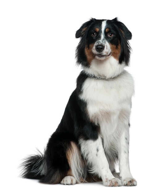 Premium Photo | Australian shepherd dog, 1 year old, sitting in front ...