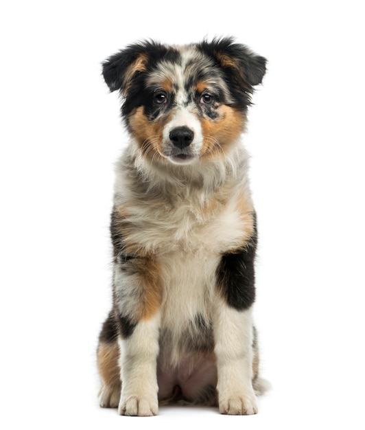 Premium Photo | Australian shepherd in front of a white wall