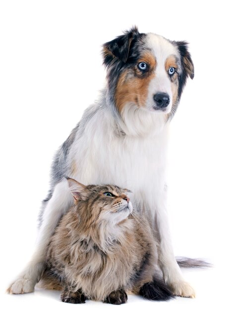 Premium Photo Australian Shepherd And Maine Coon