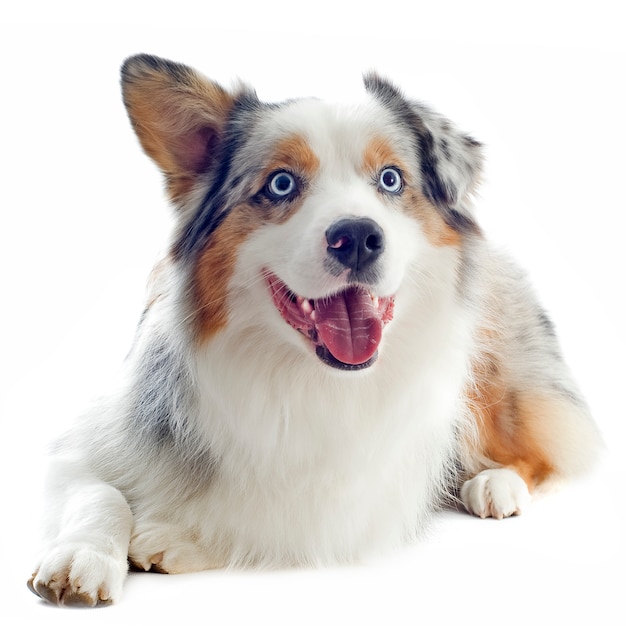 Premium Photo Australian shepherd on white