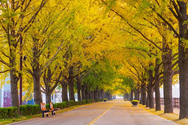 韓国ソウルのアサン銀杏の木の道で秋 プレミアム写真