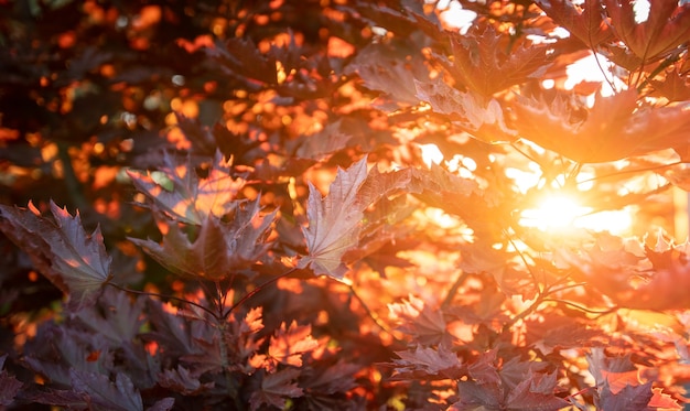 Autumn Background Warm Sunbeams And Red Maple Leaves Natural Texture