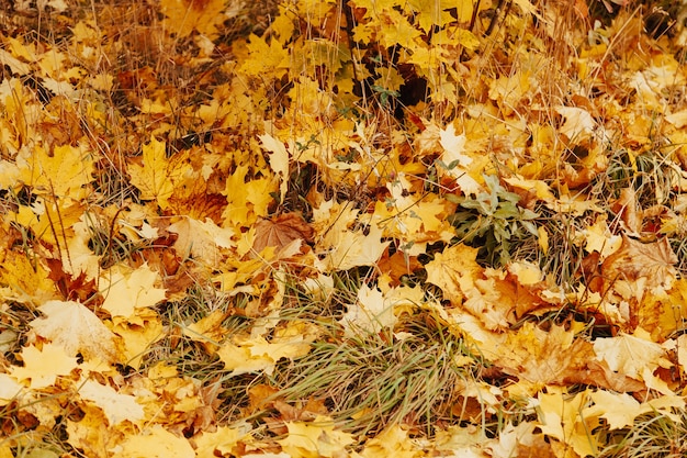 カラフルなカエデの葉が地面に横たわっている秋の背景 ナチュラルイエローリーフカーペット 葉の壁紙 カエデの葉 プレミアム写真